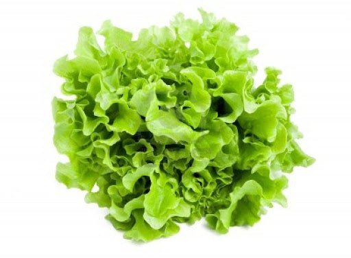 Lettuce - Lollo Biondi - Chev2Home