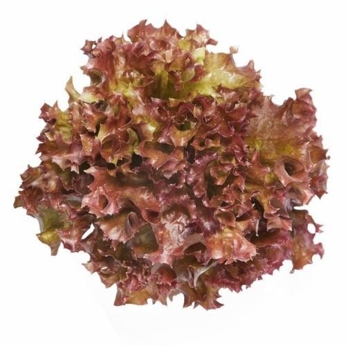 Lettuce - Lollo Rosso - Chev2Home